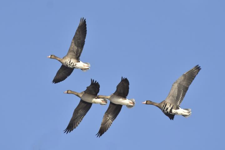 Husa běločelá (Anser albifrons)