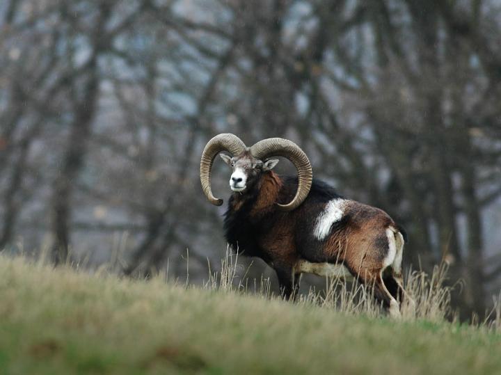 Muflon (Ovis musimon)