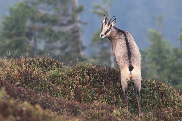 Kamzík horský (Rupicapra rupicapra)
