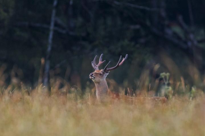 Jelen sika japonský (Cervus nippon nippon)