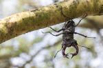 Stag beetle (Cervus beetle)