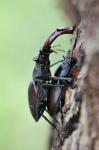 Roháč obecný (Cervus beetle)