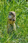 Pouched marmot (Citellus citellus)