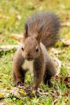 Common squirrel (Sciurus vulgaris)