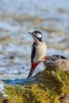 Great Spotted Woodpecker (Dendrocopos major)