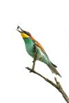 European Bee-eater (Merops apiaster)