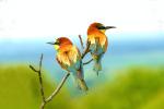 European Bee-eater (Merops apiaster)