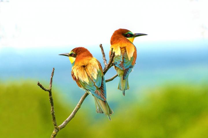 Vlha pestrá (Merops apiaster)