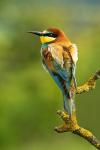 European Bee-eater (Merops apiaster)