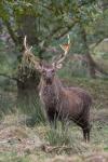 Sika deer (Cervus nippon nippon)