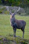 Sika deer (Cervus nippon nippon)