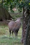 Jelen sika japonský (Cervus nippon nippon)