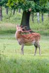 Sika deer (Cervus nippon nippon)