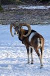 Mouflon (Ovis musimon)