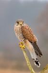 Kestrel (Falco tinunculus)