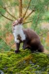 Beech Marten (Martes foina)