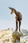 Alpine Chamois (Rupicapra rupicapra)