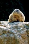 Alpine Marmot (Marmota marmota)