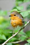 Robin (Erithacus rubecula)