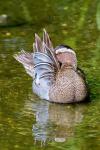 Garganey (Anas querquedula)