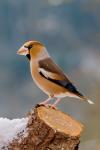 Hawfinch (Coccothraustes coccothraustes)