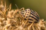 Graphosoma semipunctatum (Graphosoma semipunctatum)