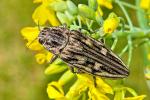 Handsome copper (Pulcher aeris)