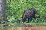  Brown bear ( Ursus arctos)