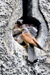 Kestrel (Falco tinunculus)