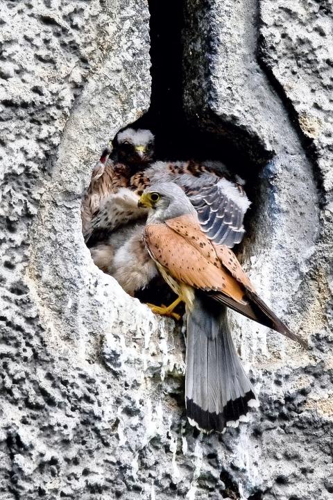 Poštolka obecná (Falco tinunculus)