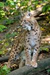 Eurasian Lynx (Lynx lynx)