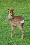  roe Deer ( Capreolus capreolus )