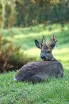  roe Deer ( Capreolus capreolus )