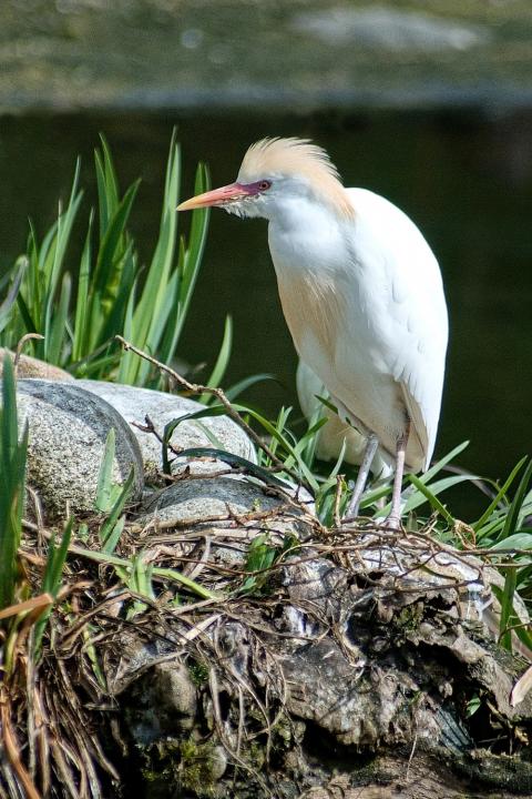 Volavka rusohlavá (Bubulcus ibis)