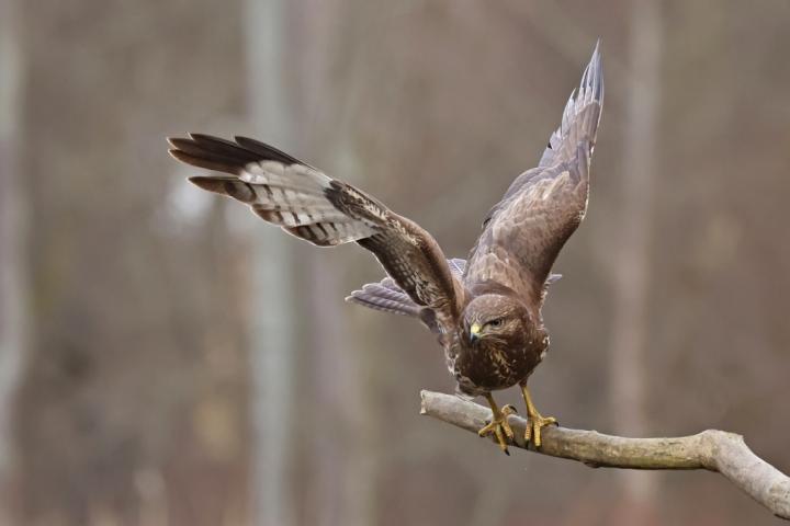 Káně lesní (Buteo buteo)