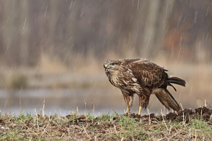 Káně lesní (Buteo buteo)