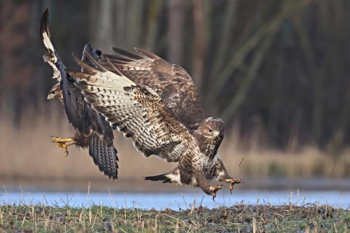 Káně lesní (Buteo buteo)