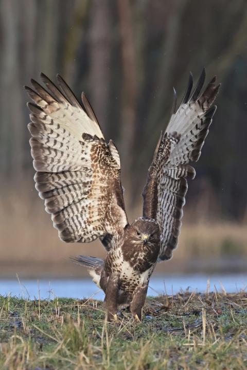 Káně lesní (Buteo buteo)