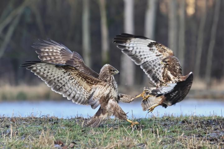 Káně lesní (Buteo buteo)