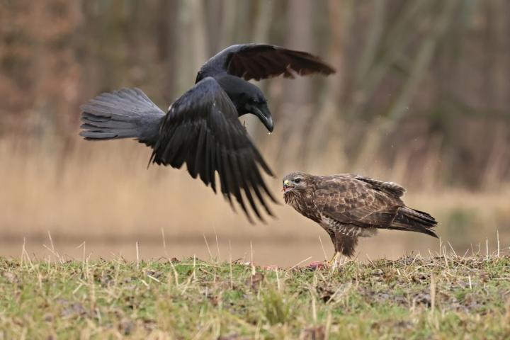 Krkavec velký (Corvus corax)