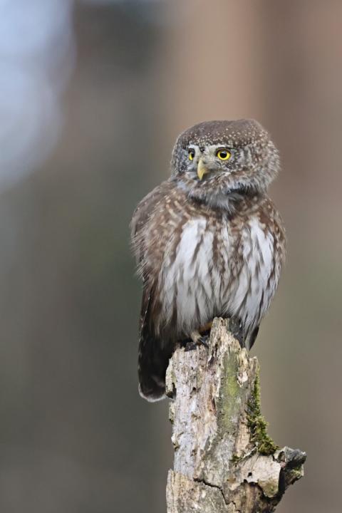 Kulíšek nejmenší (Glaucidium passerinum)
