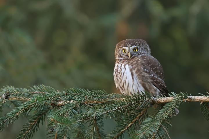 Kulíšek nejmenší (Glaucidium passerinum)