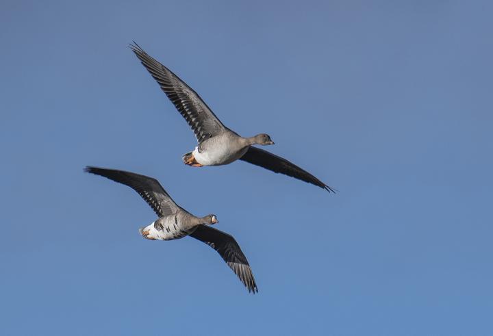 Greater White-fronted Goose  (Anser albifrons)