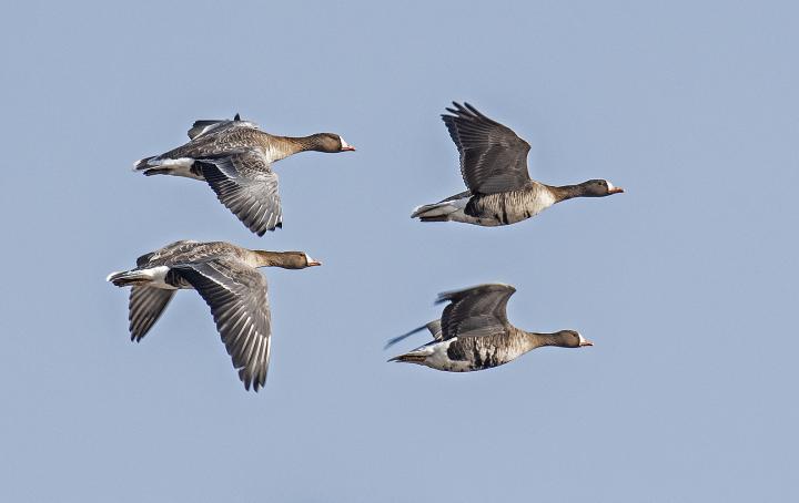 Husa běločelá (Anser albifrons)