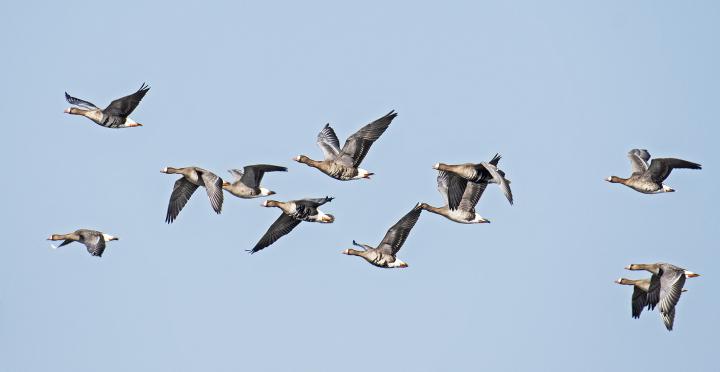 Husa běločelá (Anser albifrons)