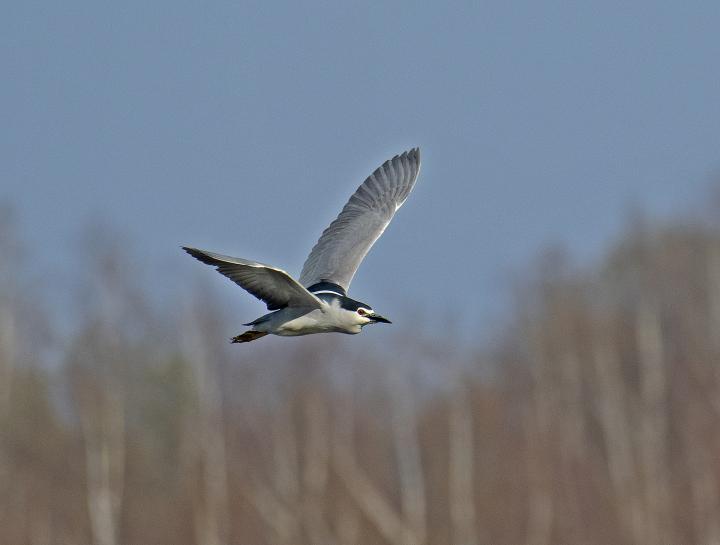  Kvakoš noční ( Nycticorax nycticorax)