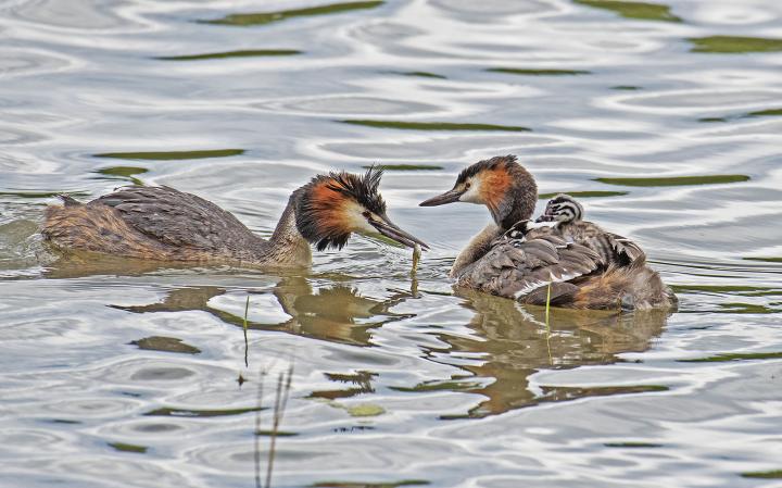 Potápka roháč  (Podiceps cristatus)