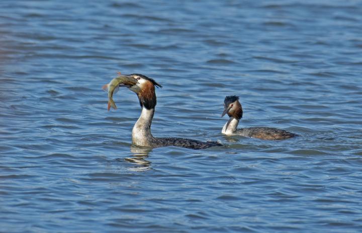 Potápka roháč  (Podiceps cristatus)