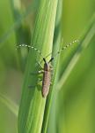 Tesařík úzkoštízý (longhorn beetle)