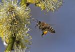 Včela medonosná (Honeybee)